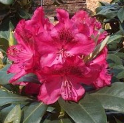  Rhododendron